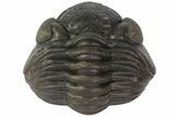 Wide, Enrolled Eldredgeops Trilobite - Ohio #113305-2